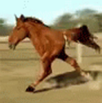 bipedal horse