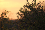 Ecopics