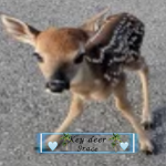 Key deer