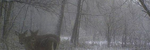 winter dream