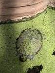 The turlet army
