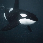 orcinus orca