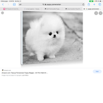 Pomeranian the dog army