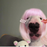CrazyPoop