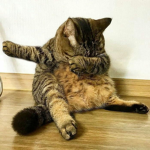 dabbing catz
