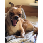 Doooooooooooooooooogs