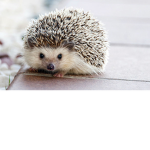 hedgehog squad! <3