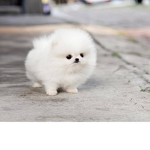 Floofy animals company