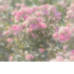⊱Eunoiia⊰