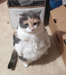 CatEmpiree
