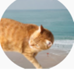 pog kittens