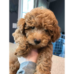 Trixie my Puppy