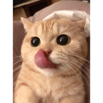 No fear catz