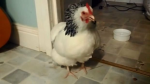 Świstaki Mikosa