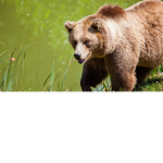 Bear Clans
