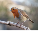 The Robin Birds