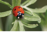 The Livi Bugs