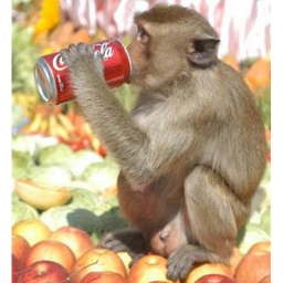 Monke Island Hangout