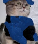 Fans de gato dinito