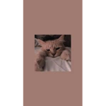 The aesthetic cat group <3
