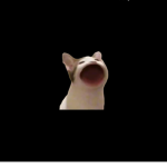 pap cat!
