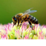 Beekids