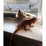Kittys and reptiles come together