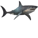 Shark's Fan Group (OFFICAL)