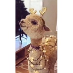 Llama girl's group