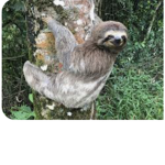 Sloths game