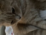 Cat fan group :>