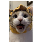 Panok the cat