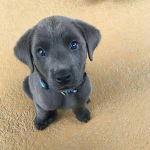 Blue puppy,s