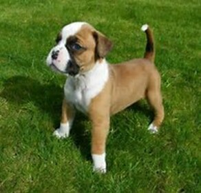 Boxer Obby!