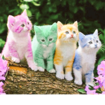 My Precious Kitten's
