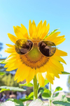 Smiley Sunflowers