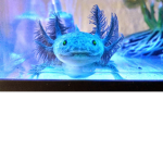 AAxolotl Kingdom