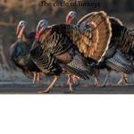 Circle of Turkeys