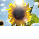 sunflower Group xxx