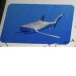 The SHARK Meeting