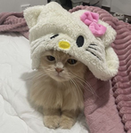 Mêõw