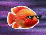 Cyber Fishy Clan!