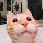 kotki uwu