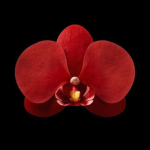 The Red Orchid
