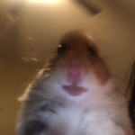 Hey there rats