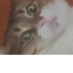 Mini_lol