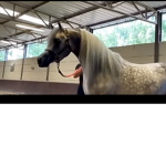 Stormy horses