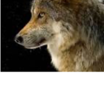 Wolf squad ONLy GIRLS