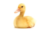 DUCKGANG!!!