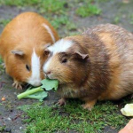 The cool guinea pig army